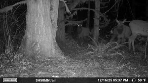 24K views · 305 reactions | Roosevelt elk in the Cascade foothills… . . Moultrie Products | Scott & Tiffany Haugen - Hunting, Fishing, Cooking | Facebook