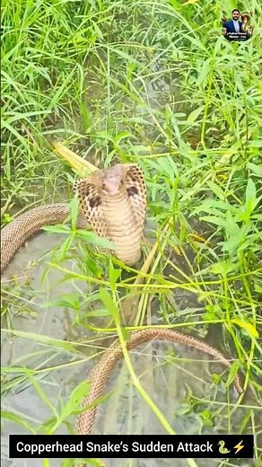 Copperhead Snake’s Sudden Attack 🐍⚡ #snake #wildliferescue #wildlifeentertainment #cobra