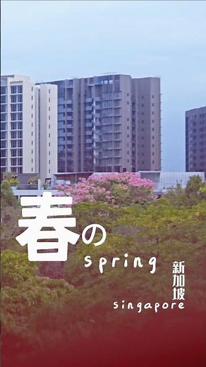 Spring Sakura in Singapore 🌸 | Beautiful Roadside Cherry Blossoms 樱花 新加坡