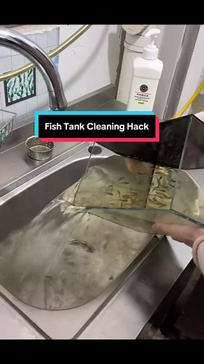 Quick and Easy Fish Tank Cleaning Tricks