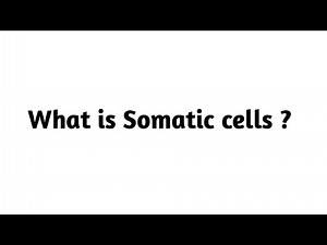 What is Somatic Cells ?