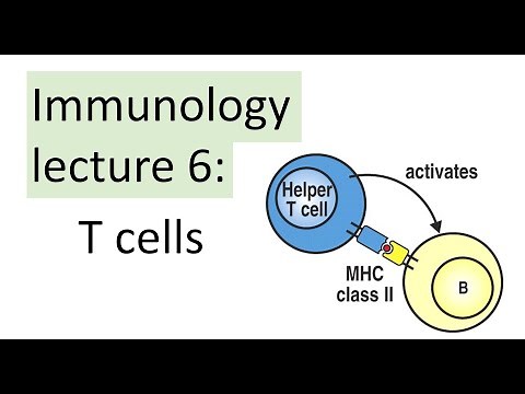 T cells | Immunology Lecture | MHC-I versus MHC-II