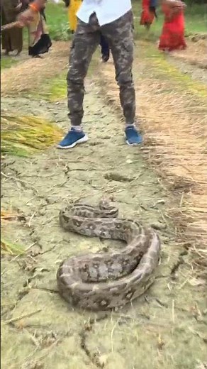 अजगर का हमला😢#shorts