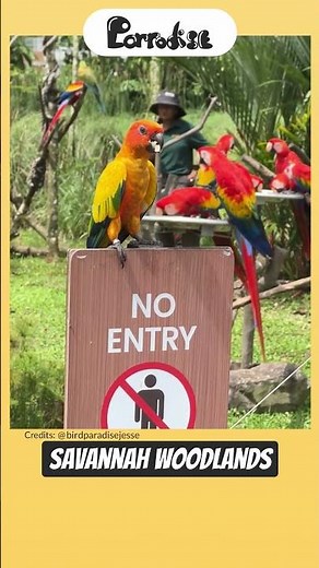 Where Are Sun Conures From? 🌍