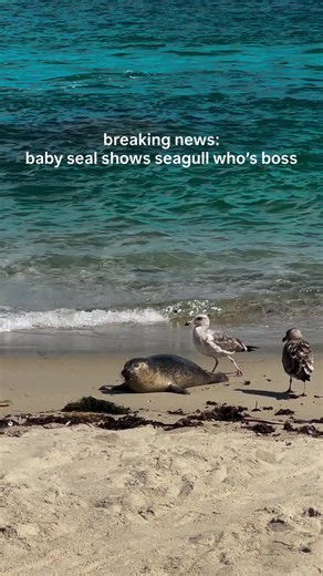 Funny Seal Moments Compilation – Cute & Viral Seal Clips
