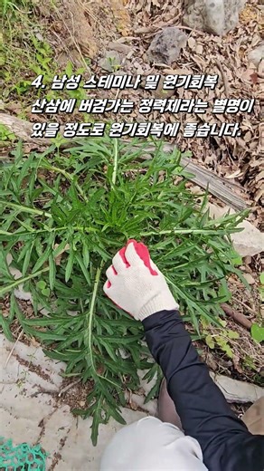지방간 예방과 만성피로회복에 탁월한 큰 엉겅퀴