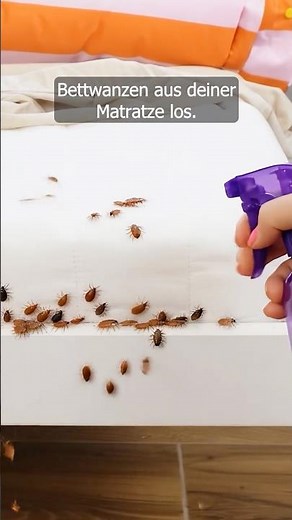 Spray your mattress with this. Bed bugs will crawl out of their hiding spots