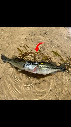 Bass are actually CANNIBALS!💀 #fishing #shorts #hungergamestiktok