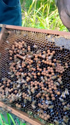 How to identify the drone bee cells from the worker bee cells #shorts #beefly #honeybee #documentary