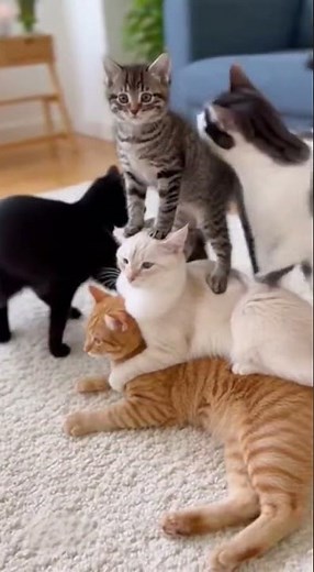 Building a Cozy Furry Cat Pyramid for Your Pets