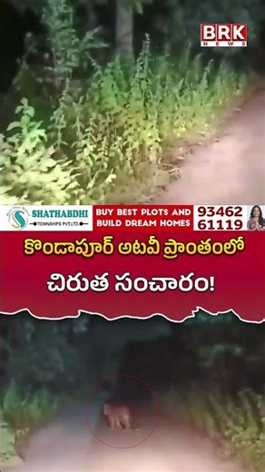 కొండాపూర్ అటవీ ప్రాంతంలో చిరుత సంచారం! 😱😲 | Kondapur | Kamareddy District | BRK NEWS