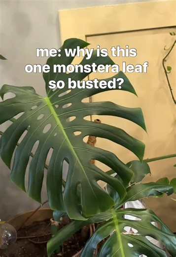 Solving the Mystery of My Funny Dog Behavior