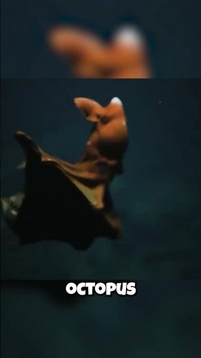 Vampire Squid: It's an ALIEN-like Creature?! 👽