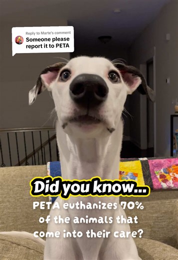 PETA's Animal Euthanasia Rates: Back to the Drawing Board?