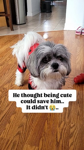 From fluff ball to buzz cut ✂️ — this is what happens when your “good boy” energy takes a naughty turn 😅 Don’t worry, Remo’s still rocking his new look like a champ 🐾 At The Happy Tails Hub, we love them through every fur phase 💛 😂 Tag a dog parent whose pup would 100% need a buzz cut after being naughty! #DogTransformation #DogGroomingFail #FunnyDogReel #DogsofBrampton #HappyTailsHub #ShihTzuLove #DogParentHumor #DogTok #PetGroomingReel #DogDaycareBrampton #BeforeAndAfterDog #ViralDogConten