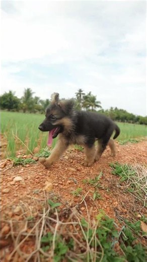 🐶 Day 24: The Cutest German Shepherd Puppy Explores the Farm! 🌾 | KARUPPAN&CO #karuppan