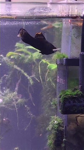 Molly munching on algae🖤