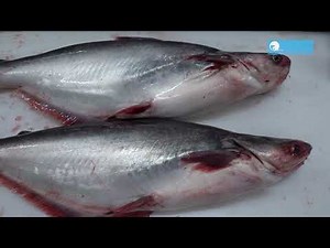 Swai/Pangasius: Farming & Processing Line