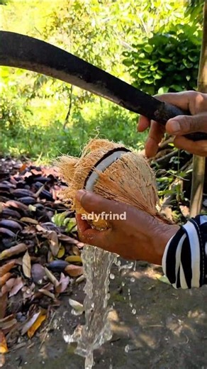 VERY SATISFYING! Traditional Coconut Peeling Process That’s Addictive
