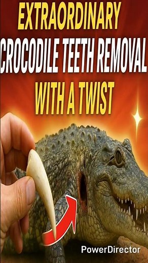 Crocodile Tooth Removal with a Twist! 🐊🦷 #crocodiles #crocodilesoftheworld