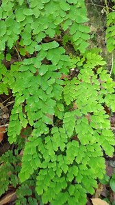 La planta del asma, neumonia, bronquitis y sinusitis #salud #remedio #asma #sinusitis | Un achaque a la vez