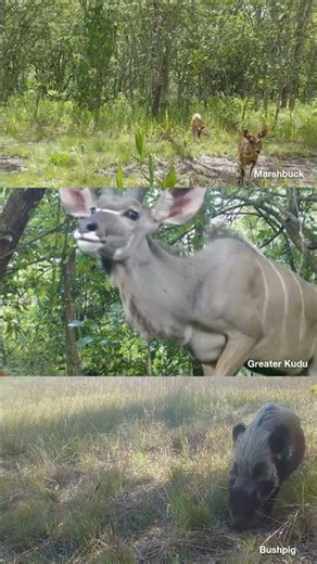 World Wildlife Day
