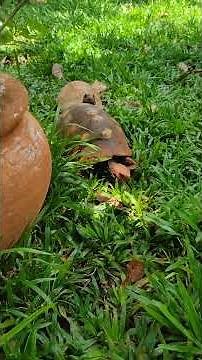 Hoje no recanto dos jabutis. #turtle #tortoise #jabuti