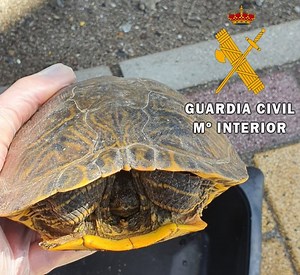 Recuperado en una calle de Balerma (Almería) un ejemplar de galápago de Florida especie exótica invasora