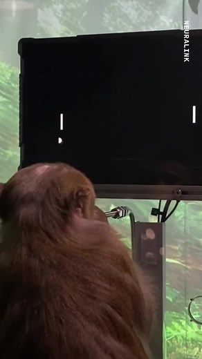 Neuralink Monkey Plays Pong with Brain Implant | Tech News