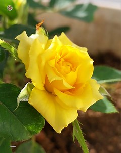 Have a nice day | Roses