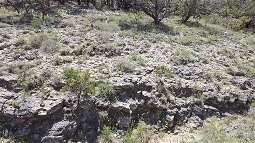 Edwards Plateau Botanic Bonanza & Spiritual Advisory Session (with added Colonic) Addendum: This land is actually being cleared to build a golf course. It feels like a dystopic joke on a Simpsons episode. | Crime Pays But Botany Doesn't