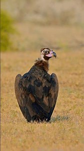 The Enigmatic Cinereous Vulture: A 4K Immersive Experience