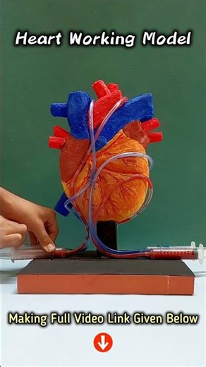 Heart Working Model 3D #scienceproject #diyprojects #biology