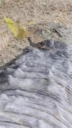 Drop a 💚 if you think this little lizard picked the wrong log⁉️🤣 | Gatorland Orlando