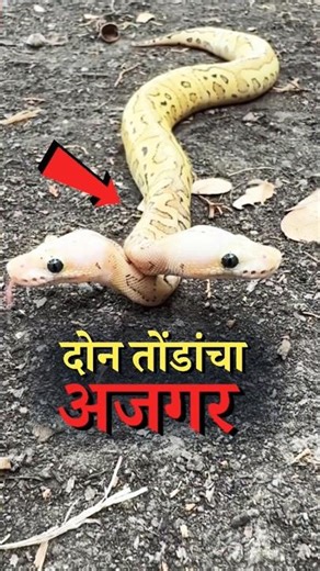 अतिशय दुर्मिळ असा अजगर 🐍 Ball Python| Two head Python| Snake information in marathi