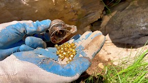 treasure hunter | Treasure Hunter