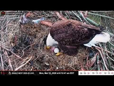 Second Bald Eagle Chick Hatches! 🦅🐣 | Cardinal Land Conservancy LIVE 2026