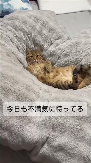 ダーリンみたいな猫🐱#My cat is my darling ❤️