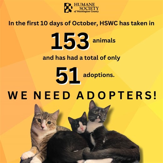 🚨THE SHELTER IS FULL! ADOPTERS NEEDED!🚨 As of this morning, HSWC is providing for a total of 519 cats and kittens (161 in the shelter, 358 in foster) and 107 dogs and puppies (66 in the shelter, 41 in foster). WE. ARE. FULL. Animals are entering the shelter at 3 times the rate they are being adopted. Read that sentence again. We are calling upon our community to step up and help us make room by adopting an animal from HSWC. We have animals of all ages and all personalities, and our adoption co