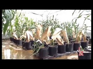 Streaming Science: Genetic Engineering in Plants