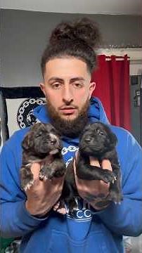 2 weeks tomorrow 😍🐾 who's your favorite? #upstatecanecorso #puppydevelopment #dogs #puppy #cute