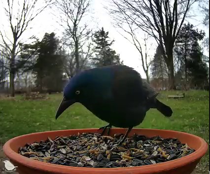 1.8K views · 214 reactions | Learning different languages can bring you farther in life, and this is no different in the bird world. Many birds rely on vocal mimikry to fool food rivals or impress the opposite sex. Here's a #Grackle using this ability to get a solo dinner. #birds #soundon #birdwatching #nature | Birdsy | Facebook