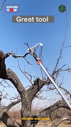 60K views · 47 reactions | Pruning pole tools are essential for...
