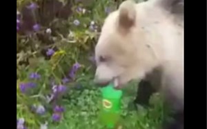 【可乐测评】俄罗斯本土产的汽水评测，小棕熊试喝肥宅快乐水