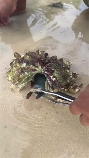 🔥 Viral SEO Title: Hidden Crab Inside Giant Sea Shell 😱 Amazing Beach Catch! #shorts
