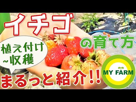 イチゴの育て方 苗の植え付けから収穫まで全部見せます！│初心者向け菜園ムービー