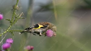 European Goldfinch Carduelis carduelis, a bird looks for seeds in plants. Close up. Slow motion.