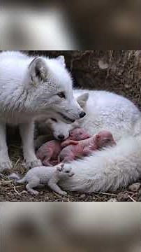 How Arctic Fox Pups Survive 150 Days in Extreme Polar Freezing Cold