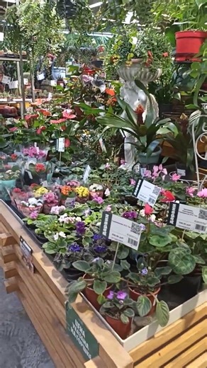 Darwin, 37 km of the Leningradskoe Highway: a huge selection of flowers and exotic plants in pots.