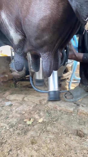 Cow milking #petsoftiktok | Dairy Aussie